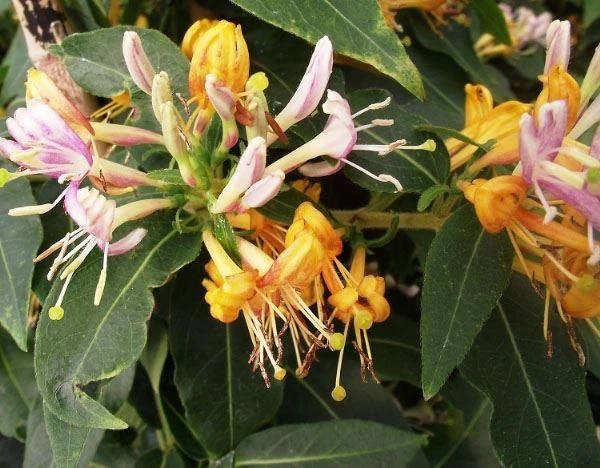 Large 6-7ft Specimen Climber - Lonicera Caprilia Ever - Honeysuckle 2 Large 6-7ft Specimen Climber - Lonicera Caprilia Ever - Honeysuckle - Image 2