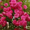 Rose Minnehaha - Rambling Rose