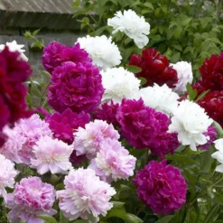 Peony Plants MEGA PACK - Exotic Looking Fragrant Garden Peony Plants Collection - Pack Of TEN Plants -Outlet Plant Store 41574B172AB4752637B9F43B3FFED2C7 4