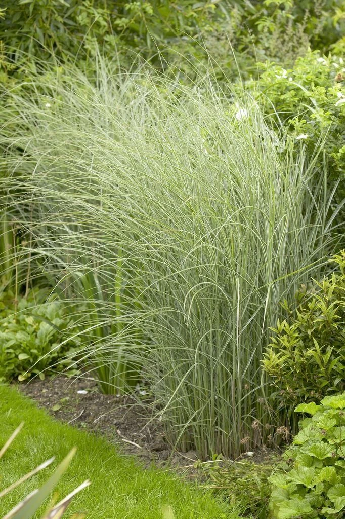 Miscanthus Sinensis Morning Light - Japanese Silver Grass - LARGE SPECIMEN 4 Miscanthus Sinensis Morning Light - Japanese Silver Grass - LARGE SPECIMEN - Image 4