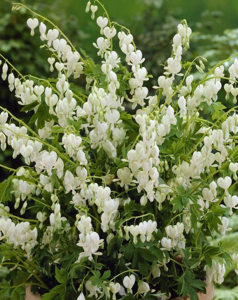 Dicentra Spectabilis Alba - White Bleeding Hearts 2 Dicentra Spectabilis Alba - White Bleeding Hearts - Image 2