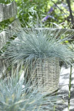 Festuca Glauca Blue Fescue - Pack Of FIVE -Outlet Plant Store 4755D6AD9E920FC48AFD99768EB79247 1
