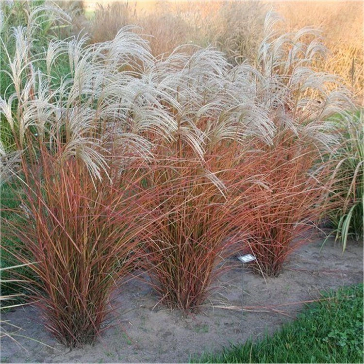 Miscanthus Sinensis Graziella - Silver Grass 2 Miscanthus Sinensis Graziella - Silver Grass - Image 2
