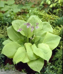 Hosta 'Sum And Substance' 3 Hosta 'Sum And Substance' -Outlet Plant Store 48A76AD9706A22830FE29B893A101C98