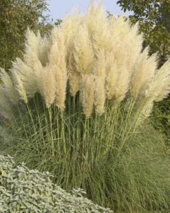 Dwarf Pampas Grass - Cortaderia Selloana Pumila - Large Plant -Outlet Plant Store 48EAD52742C939054F0AA4F0F641F0C6 1