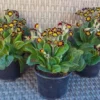 Primula Gold Lace - Gold Laced Polyanthus - Pack Of THREE Plants