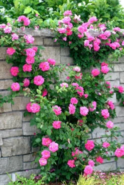 Large 5-6ft Specimen - Climbing Rose Zephirine Drouhin - The Thornless Rose 7 Large 5-6ft Specimen - Climbing Rose Zephirine Drouhin - The Thornless Rose -Outlet Plant Store 4AB015848C5855CA8D25D406F9CC9CEC 1