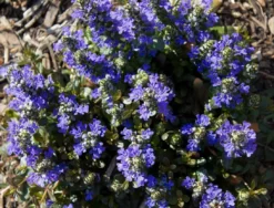 Ajuga Reptans 'Chocolate Chip' - Bugle -Outlet Plant Store 4AB6A7466C58141F0ED2F3A6BFE12F4D 2