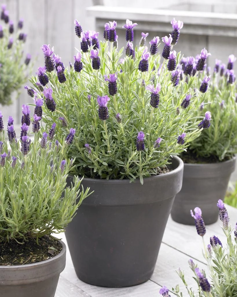 French Lavender - Lavender Stoechas Anouk - Midnight Purple Lavendula - Pack Of FIVE Plants 2 French Lavender - Lavender Stoechas Anouk - Midnight Purple Lavendula - Pack Of FIVE Plants - Image 2