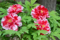 Tree Peony Collection - Selection Of THREE Plants - Paeonia Suffruticosa Peonies In Mixed Colours