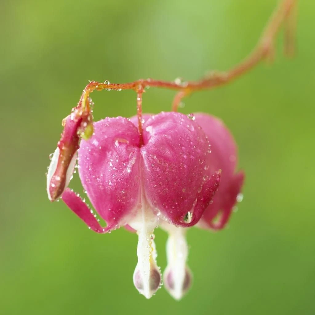 Dicentra Spectabilis (Lamprocapnos) - Bleeding Heart Plant 2 Dicentra Spectabilis (Lamprocapnos) - Bleeding Heart Plant - Image 2