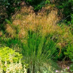 Stipa Gigantea - Golden Oats Grass - Large Plant -Outlet Plant Store 4E4B456588BC5433584C684D4BFB6E55 1