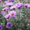 Aster Purple Dome Michaelmas Daisy