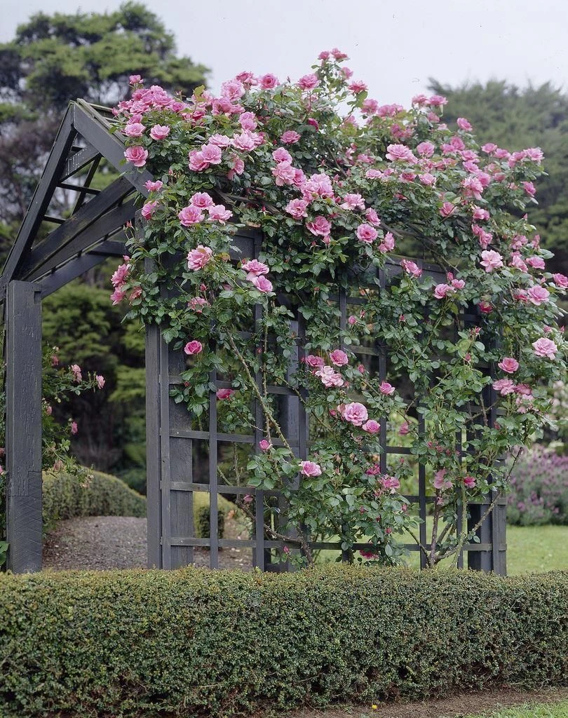 Large 5-6ft Specimen - Climbing Rose Bantry Bay 1 Large 5-6ft Specimen - Climbing Rose Bantry Bay
