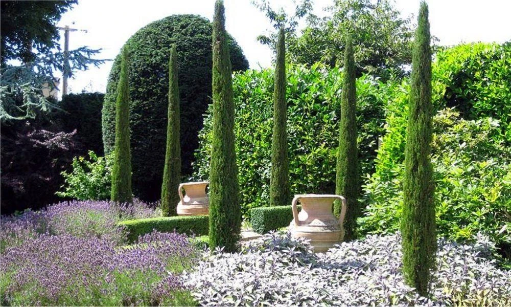 Pair Of Van Gogh Tuscan Totem Pole Cypress Trees - Cupressus Sempervirens 100-140cm 2 Pair Of Van Gogh Tuscan Totem Pole Cypress Trees - Cupressus Sempervirens 100-140cm - Image 2