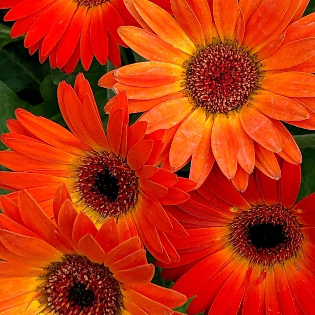 Orange Gerbera Garvinea Sunset - Beautiful Hardy Gerbera With Giant Daisy Flowers 3 Orange Gerbera Garvinea Sunset - Beautiful Hardy Gerbera With Giant Daisy Flowers - Image 3