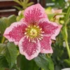 Helleborus Orientalis Pink Spotted - Hellebore