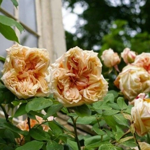 Rose Gloire De Dijon - Climbing Rose 1 Rose Gloire De Dijon - Climbing Rose
