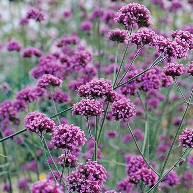 BULK PACK - Verbena Bonariensis - Pack Of TWELVE Plants 1 BULK PACK - Verbena Bonariensis - Pack Of TWELVE Plants