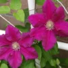 Large 6-7ft Specimen Climber - Clematis Ernest Markham - Summer Flowering Clematis