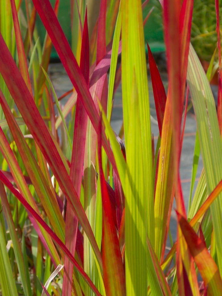 Imperata Cylindrica Rubra Red Baron - Japanese Blood Grass - LARGE 1 Imperata Cylindrica Rubra Red Baron - Japanese Blood Grass - LARGE