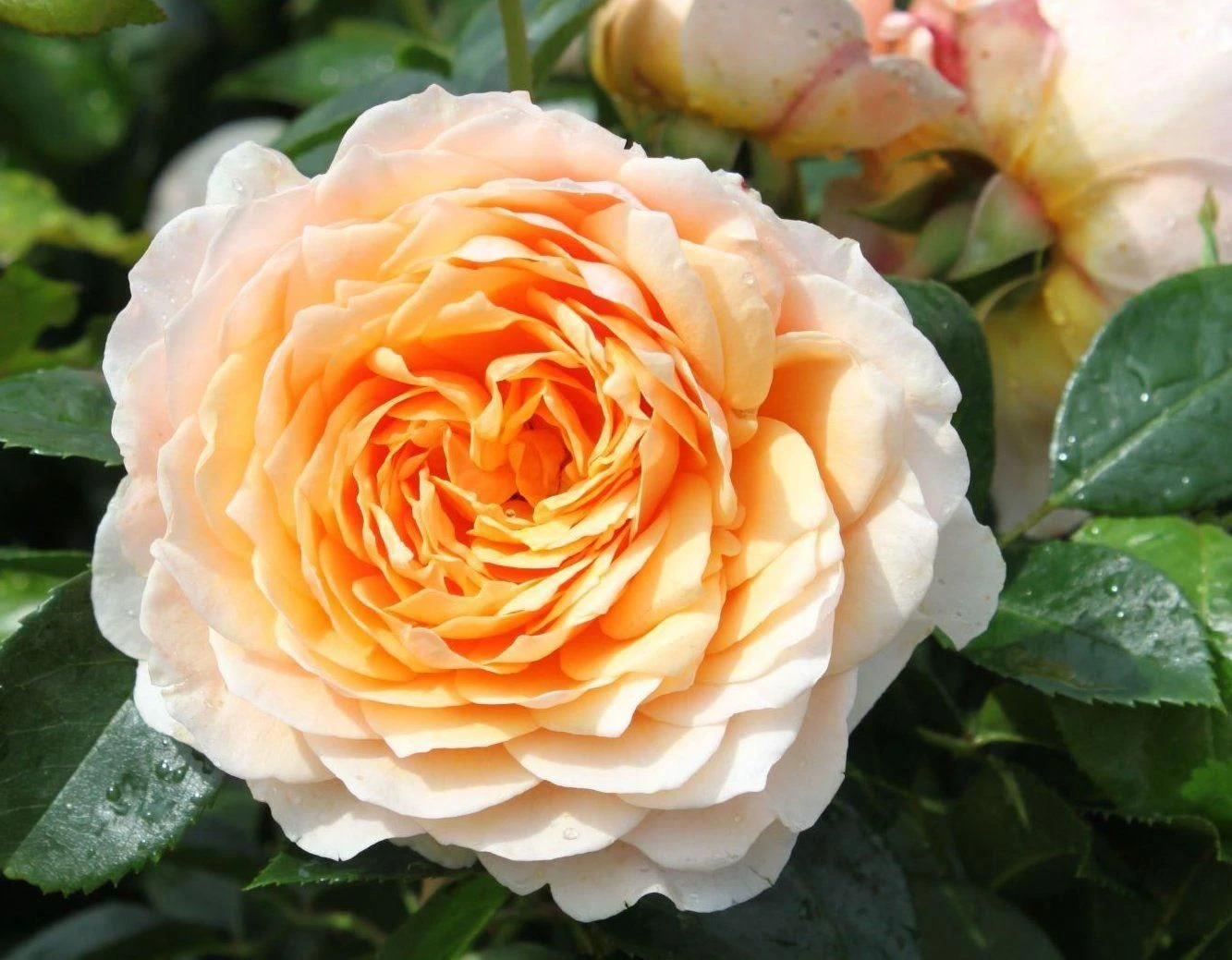 Rose Ginger Syllabub - Climbing Rose 2 Rose Ginger Syllabub - Climbing Rose - Image 2