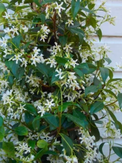 Fragrant Evergreen Star Jasmin -Trachelospermum Jasminoides - 80-100cm 5 Fragrant Evergreen Star Jasmin -Trachelospermum Jasminoides - 80-100cm -Outlet Plant Store 53E54FE8CA8B9E90390BB359111F65BD 3