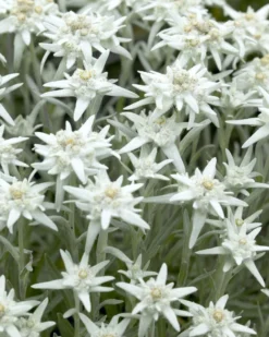 Leontopodium Alpinum - Edelweiss - Pack Of THREE Plants