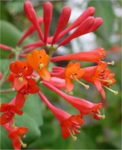 Lonicera X Brownii Dropmore Scarlet - Scarlet Trumpet Honeysuckle -Outlet Plant Store 55AE9EFBF7C0A6348E46850E7BB6C21C