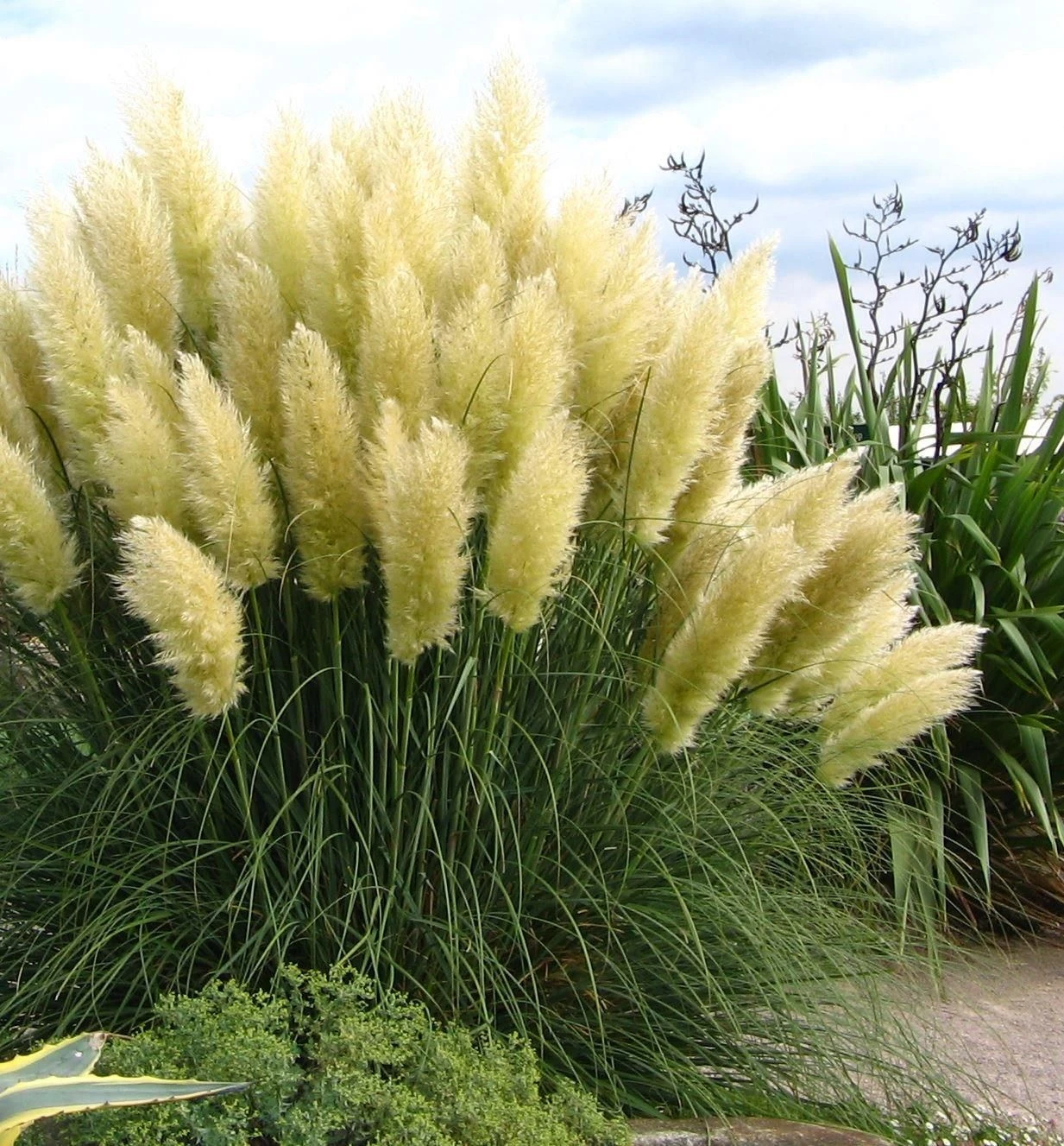 Sunningdale Silver Pampas Grass - Cortaderia Selloana Large Specimen Plant 1 Sunningdale Silver Pampas Grass - Cortaderia Selloana Large Specimen Plant