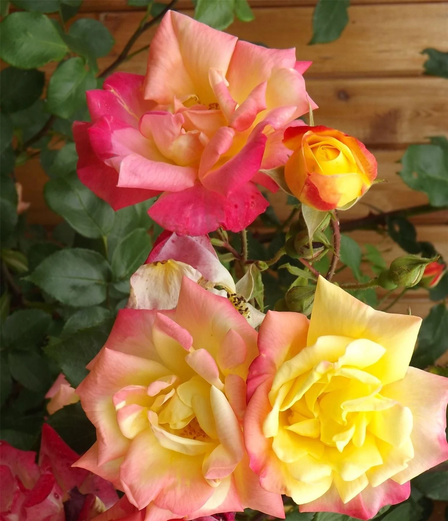 Rose Masquerade - Climbing Rose 1 Rose Masquerade - Climbing Rose