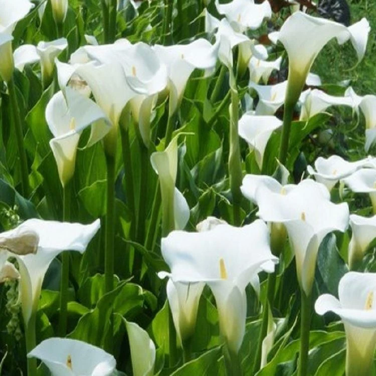 Zantedeschia Aethiopica 'Crowborough' - Hardy White Calla Arum Lily 2 Zantedeschia Aethiopica 'Crowborough' - Hardy White Calla Arum Lily - Image 2