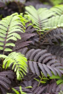 Albizia Julibrissin Summer Chocolate - Purple Silk Tree - Circa 100-120cm 12 Albizia Julibrissin Summer Chocolate - Purple Silk Tree - Circa 100-120cm -Outlet Plant Store 578027F9518DD298ED43CA5257F2E416 2