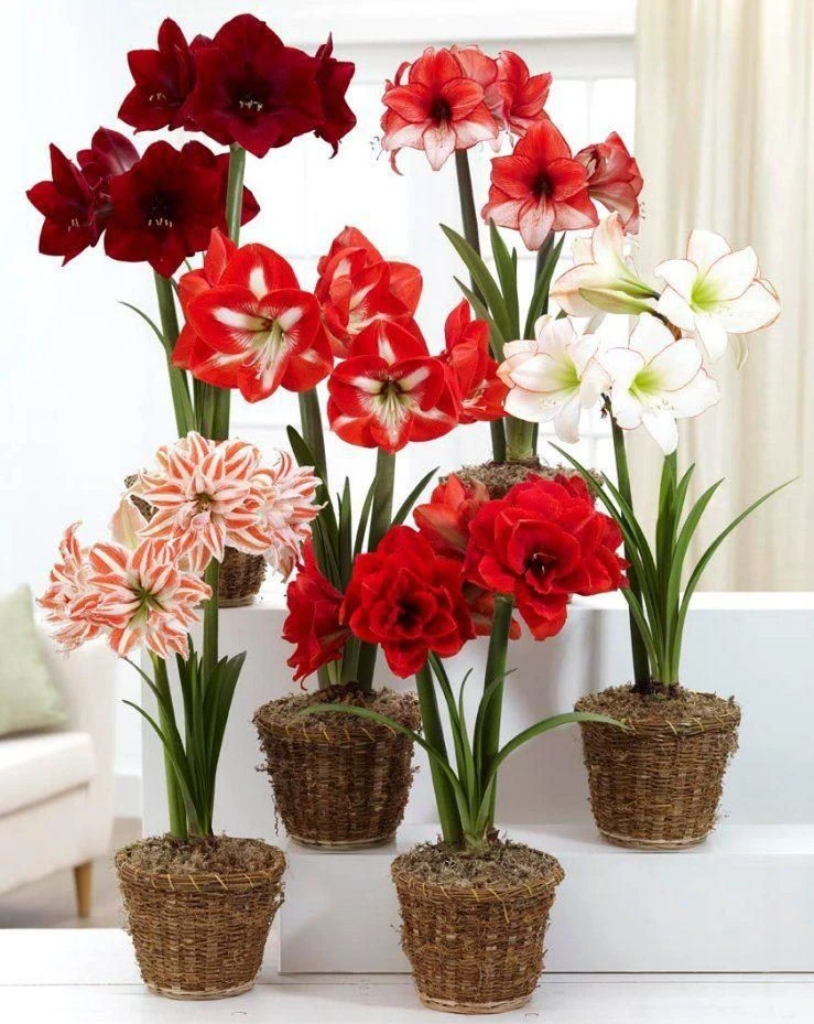 Amaryllis MEGA BAG - Pack Of SIX In Assorted Varieties - Ideal Home Decor 1 Amaryllis MEGA BAG - Pack Of SIX In Assorted Varieties - Ideal Home Decor