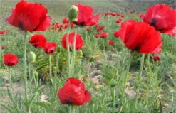 Papaver Orientale Brilliant - Blood Red Oriental Poppy - Pack Of THREE Plants