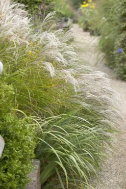 Miscanthus Sinensis Kleine Fontaine - LARGE Specimen 7 Miscanthus Sinensis Kleine Fontaine - LARGE Specimen -Outlet Plant Store 5B2289C60BE203944A2CF5CDCCAFFFA0 1