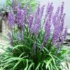 Liriope Muscari - Big Blue Lily Turf - Pack Of THREE Plants