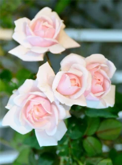 Climbing Rose New Dawn -Outlet Plant Store 5CC8DF495E8B9EC3D1EDEA6EC1D82661 1 1