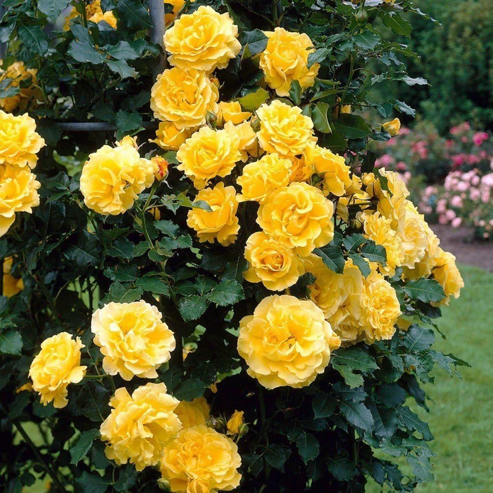 Large 5-7ft Climbing Rose Golden Showers 2 Large 5-7ft Climbing Rose Golden Showers - Image 2