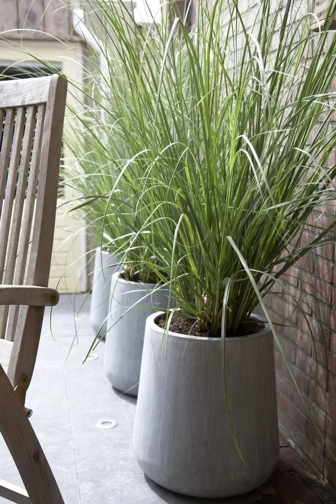 Dwarf Pampas Grass - Cortaderia Selloana Pumila 2 Dwarf Pampas Grass - Cortaderia Selloana Pumila - Image 2