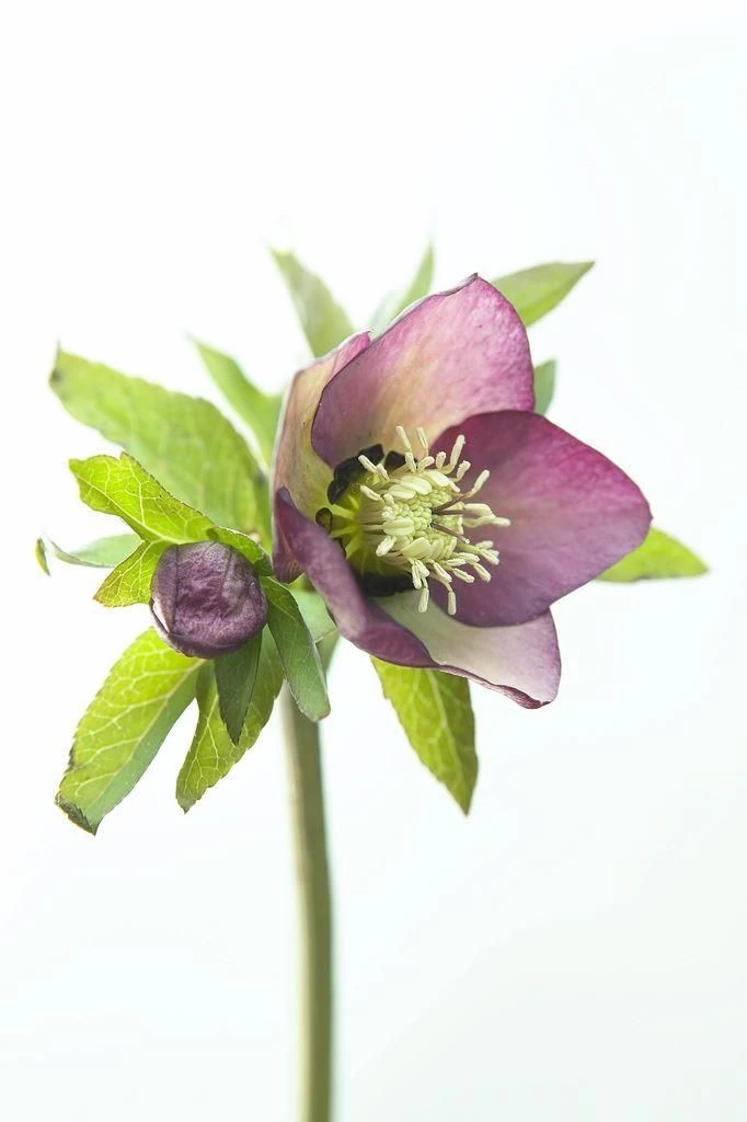 Helleborus Orientalis Picotee - Hellebore 2 Helleborus Orientalis Picotee - Hellebore - Image 2