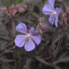 Geranium Pratense Midnight Reiter (Purple Heron)