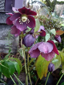 Helleborus Orientalis Smokey Blue - Hellebore