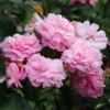 Rose Ispahan - Climbing Rose