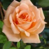 Rose Breath Of Life - Climbing Rose