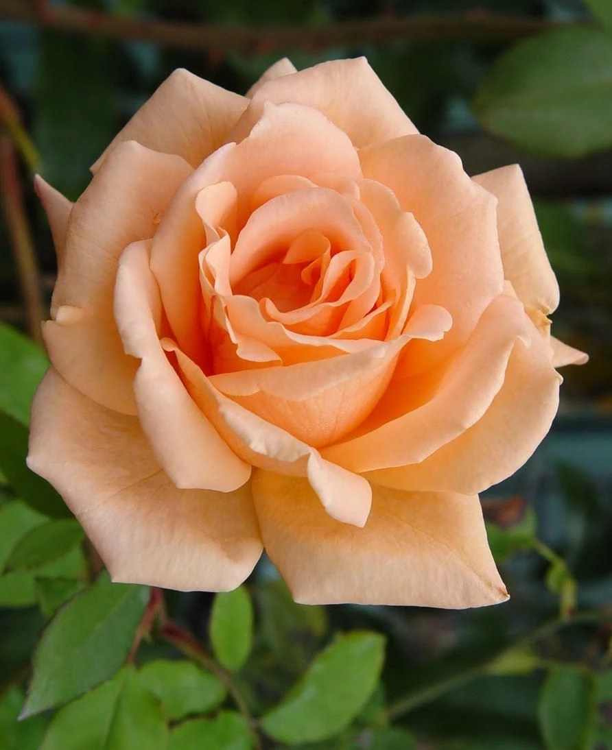 Rose Breath Of Life - Climbing Rose 1 Rose Breath Of Life - Climbing Rose