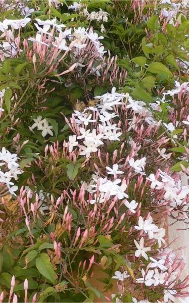 Large 6ft - Jasminum Officinale - Jasmine Polyanthemum - Scented Chinese Jasmin 3 Large 6ft - Jasminum Officinale - Jasmine Polyanthemum - Scented Chinese Jasmin - Image 3