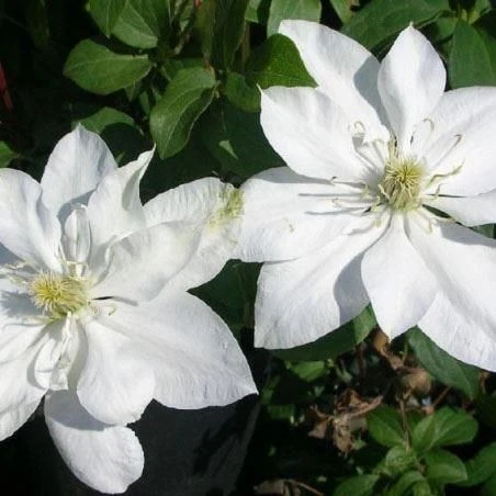 Clematis Baby Star - Late Spring Flowering Clematis 1 Clematis Baby Star - Late Spring Flowering Clematis