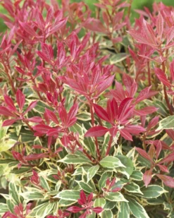 Pieris Carnival - Evergreen Shrubs - Pack Of THREE Plants -Outlet Plant Store 6658B2A6C7E96BED513E12BD6C2700BE