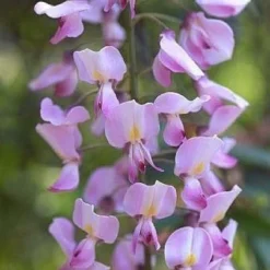 Wisteria Floribunda Rosea - Pink Japanese Wisteria - Large Specimen Plant 6ft+
